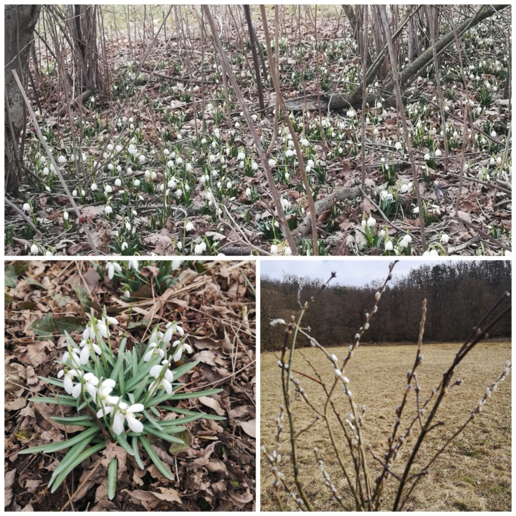 Muzikářová_J_7278_Jaro-bledule-snezenky-kocicky